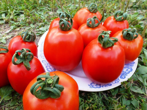 Помидоры Эталон