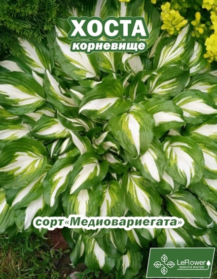 Хоста Корневище, Медивариегата 1шт