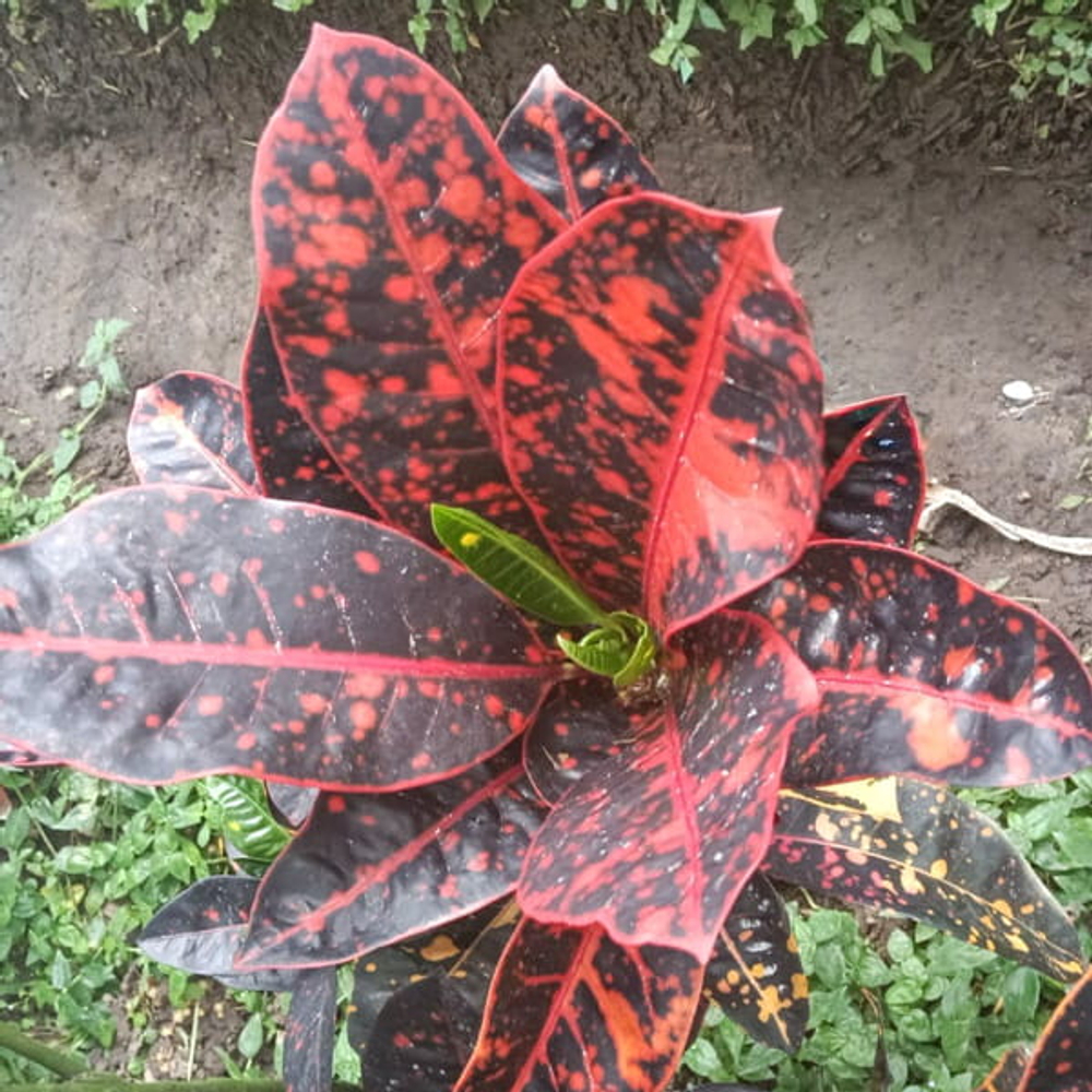 Кротон SIDOMUKTI