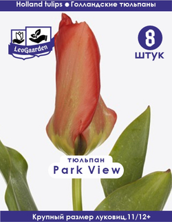 Тюльпан Луковица,Park View, 8шт, разбор 11/12