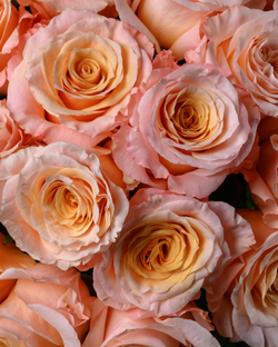 Монобукет теплый беж