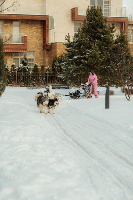 Упряжка с хаски