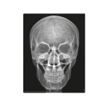 Набор 4M Юный врач. Скелет человека