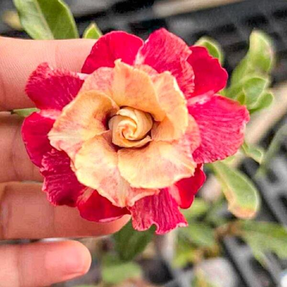 Адениум THONG SUK