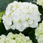 «Шнеебол» (Hydrangea macrophylla «Schneeboll») август 2025 г.