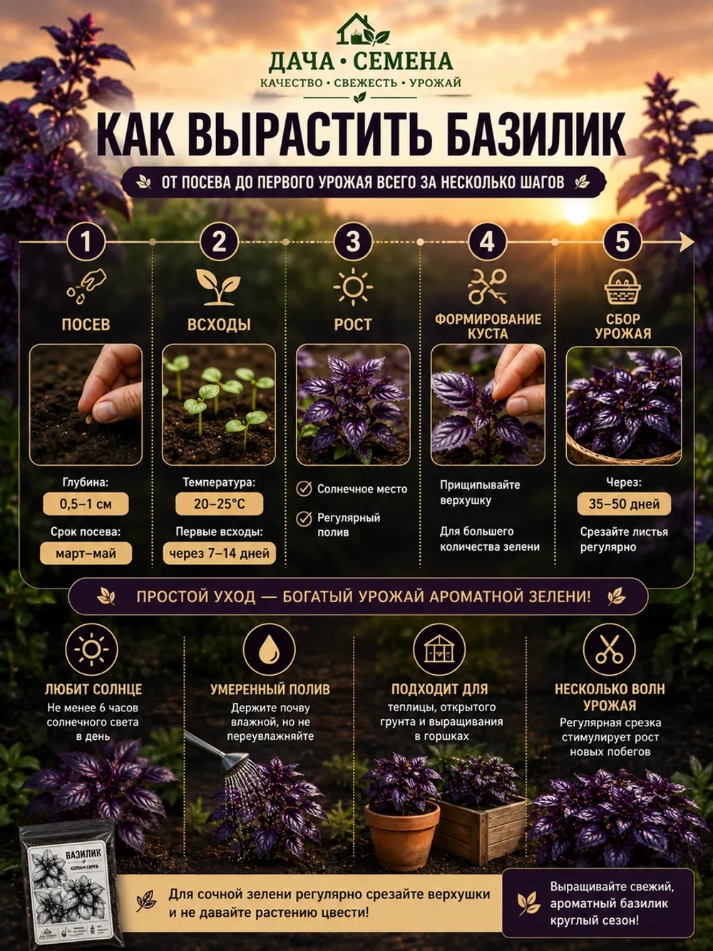 Базилик фиолетовый семена