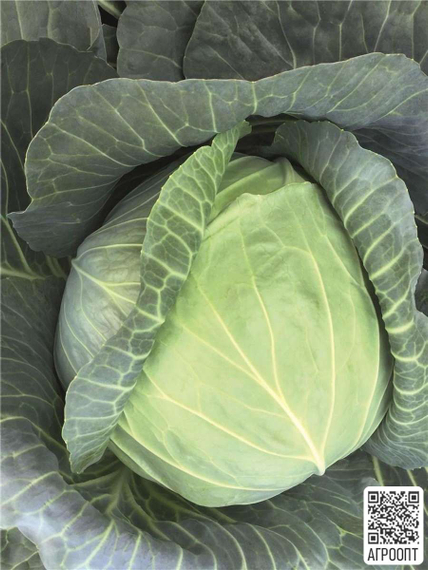 Репорт F1 семена капусты белокочанной (Bejo / Бейо) продукт – фото 4