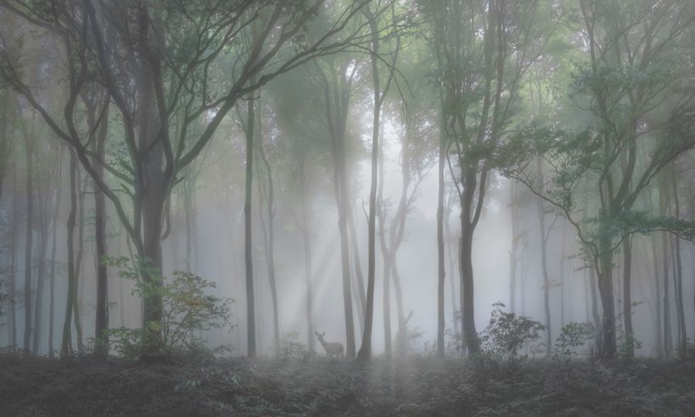 Фреска Applico, коллекция Natura