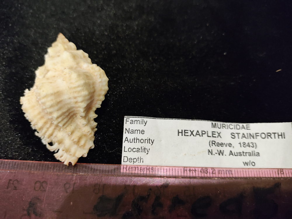 Гексаплекс Стейнфорда