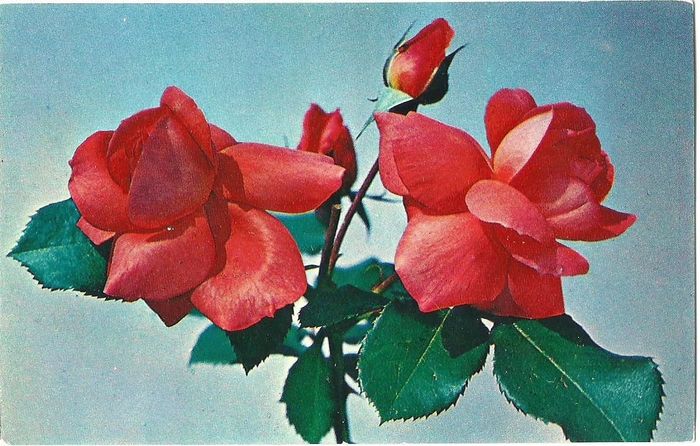 Открытка (почтовое вложение) "Розы" фото В. Грицюк