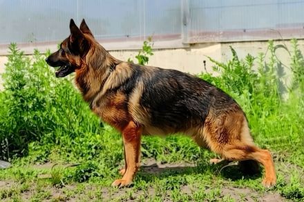 Туадаш ЗОЛОТОЙ