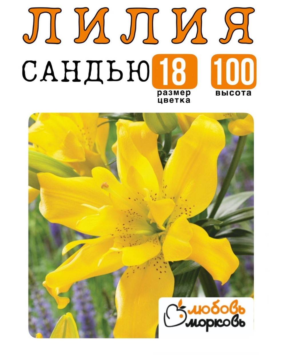 Лилия Луковица, Сандью, ЛА-гибрид, 1 шт