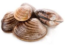 Спизула Сахалинская живая, шт