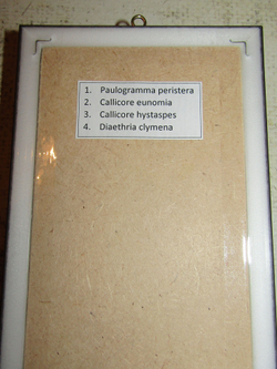 Бабочки Нимфалиды рода Callicore в рамке