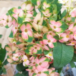 Эуфорбия Миля PINK BUTTERFLY