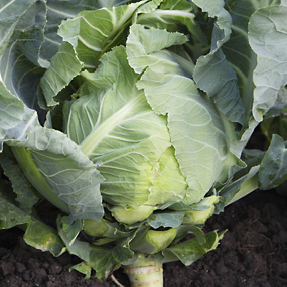 СОЛИСТАР F1 семена капусты цветной Syngenta оисание – фото 3