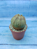 Euphorbia Obesa (Эуфорбия)