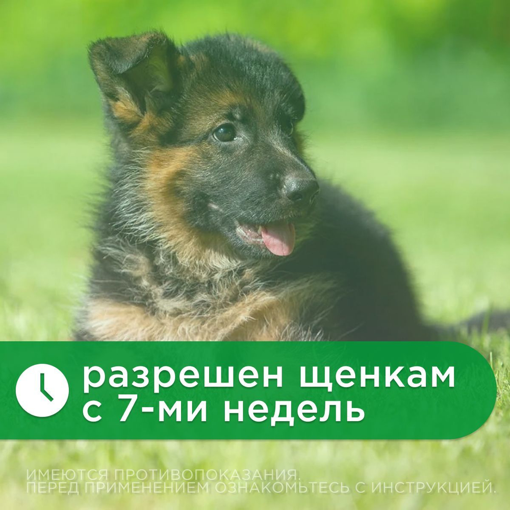 Капли от блох, клещей, вшей, власоедов, а так же кровососущих мух и комаров для собак от 4-10 кг Атакса (KRKA), 1 пипетка Имидаклоприд/Перметрин