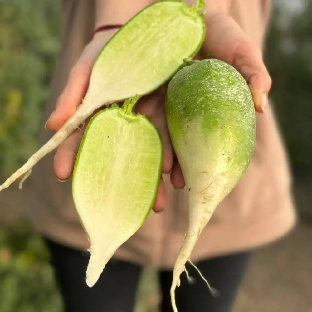 Редька Маргеланская "О, Батат", 500 г (цена указана за 500г, вес может отличаться)