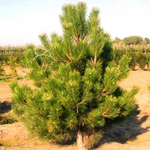 Сосна обыкновенная С2 20-30