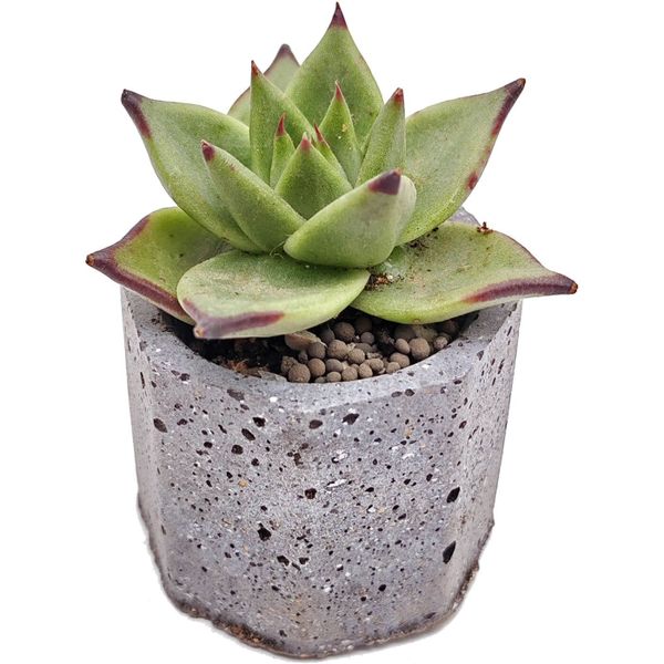 Суккулент Эхеверия Эбони Джуст