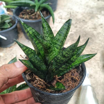 Сансевиерия MANEE TOWER