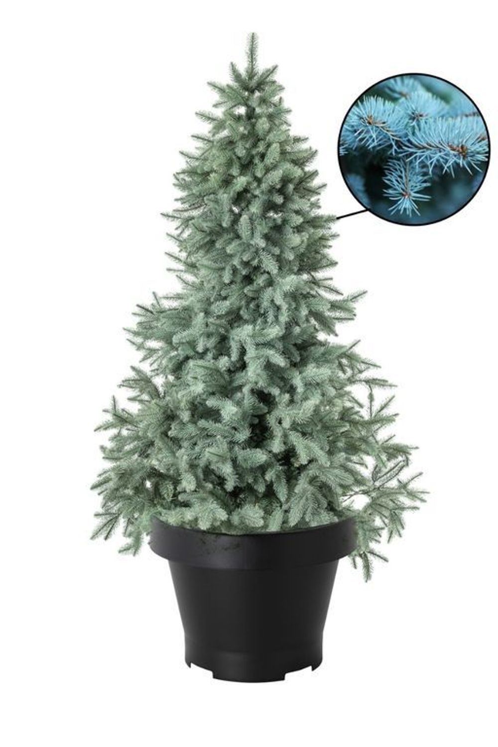 Голубая ель в горшке