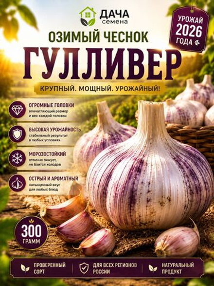 Чеснок озимый Гулливер 300 г, посадочный материал, семенной чеснок, крупные зубки, морозостойкий сорт