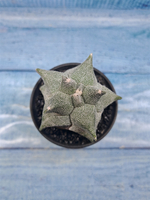 Astrophytum Myriostigma monstrosa (Астрофитум)