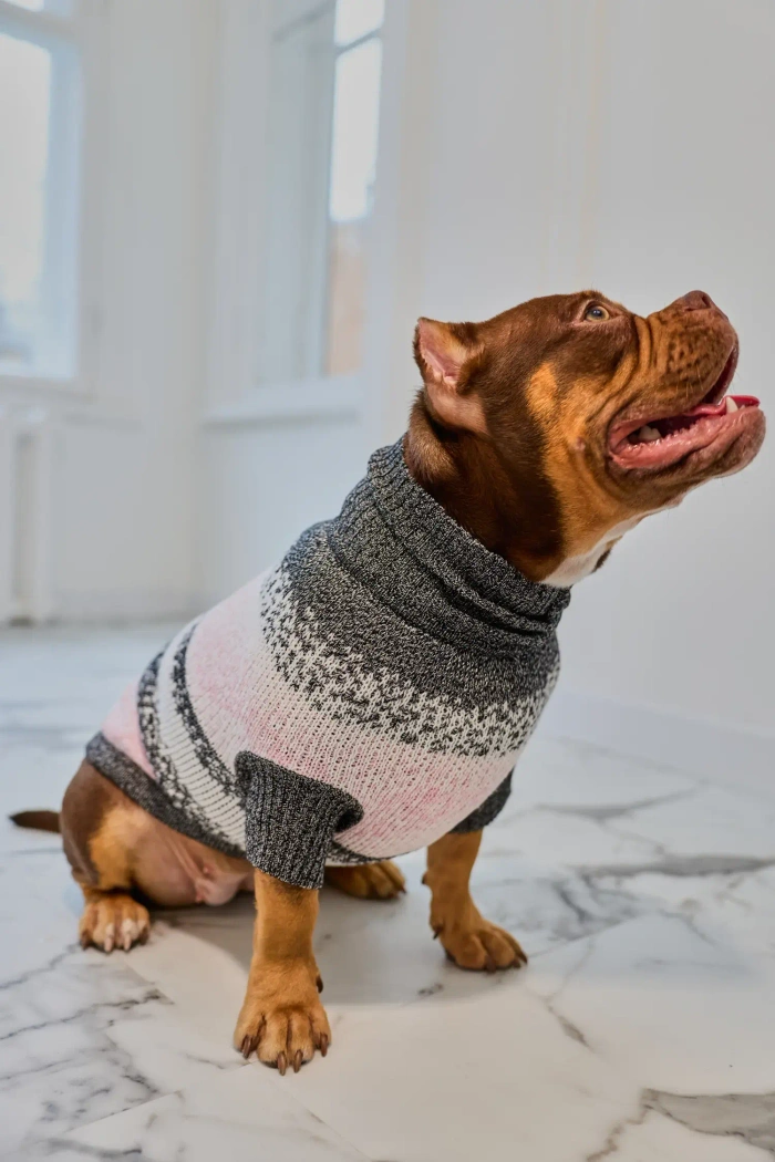 Для собачки