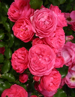 Роза Мойн Мойн С7 Закупка М57 июнь 2026