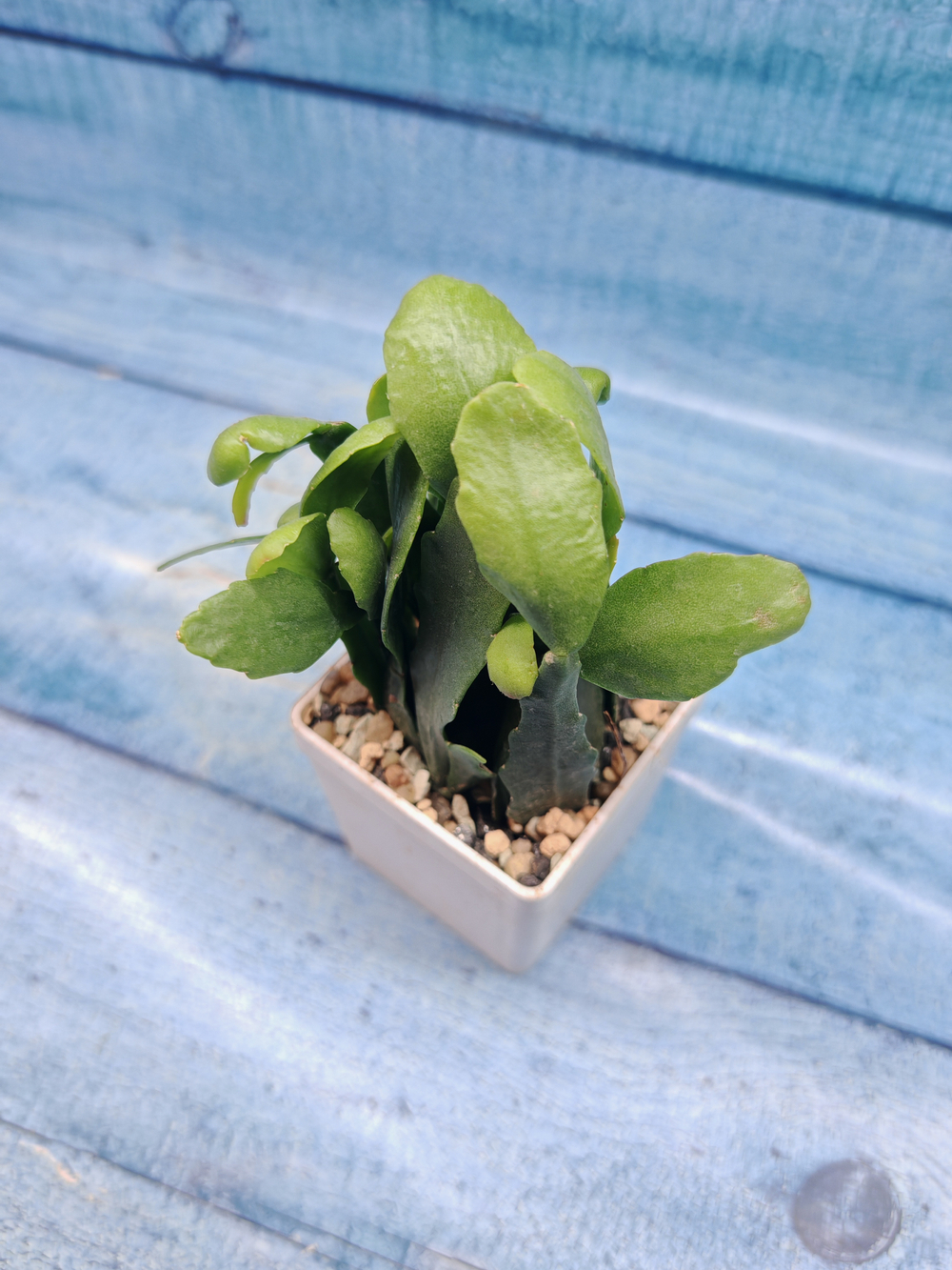 Rhipsalis Rauhiorum (Рипсалис)