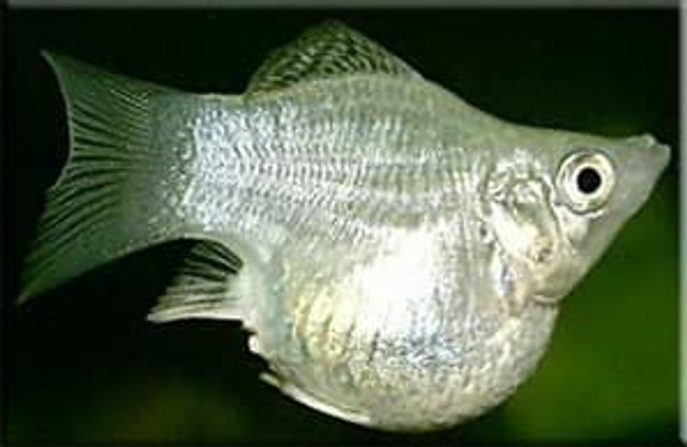 (827)  Моллинезия балон (Poecilia Balloon)