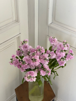 Маттиола кустовая в розовом оттенке