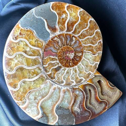 Аммонит (спил)