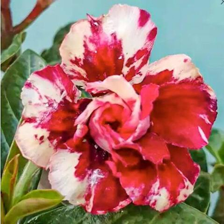 Адениум обесум 292 A32