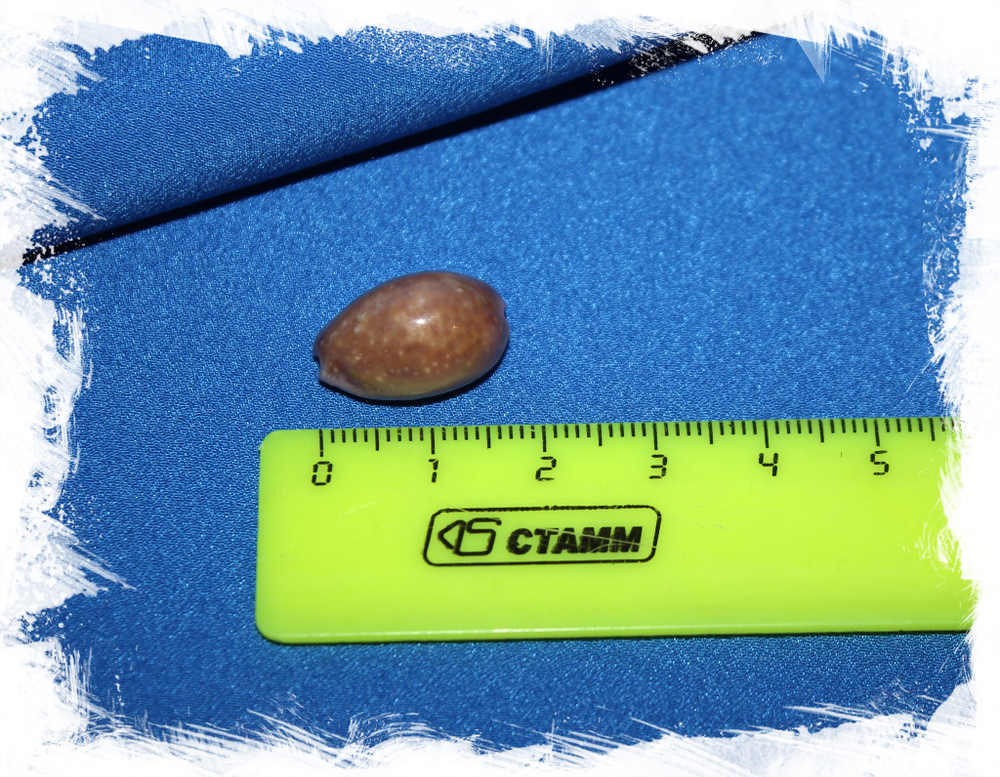 Ципрея порария (Erosaria poraria)