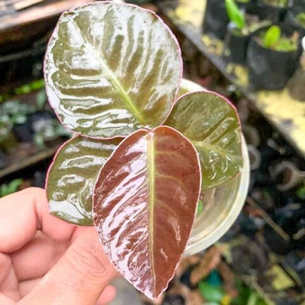 Лабизия BROWNII