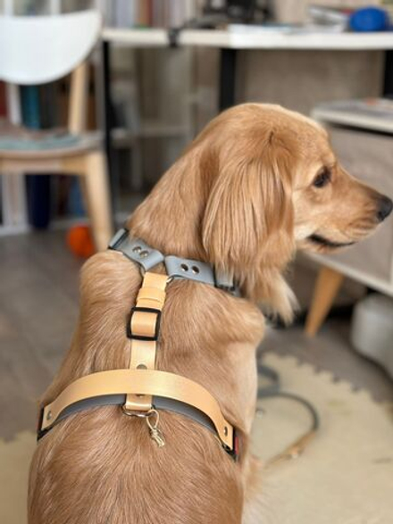 Шлейка для собак с ручкой перехват из биотана водонепроницаемая , 25 мм , М размер, золотой шимер , серый