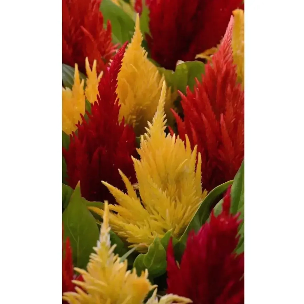 Семена Целозия перистая Яркий факел 0,1гр (УД) Е/П