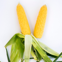 Эрли Райзер F1 семена кукурузы (Syngenta / Сингента)