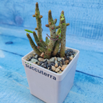 Tylecodon Buchholzianus (Тилекодон)