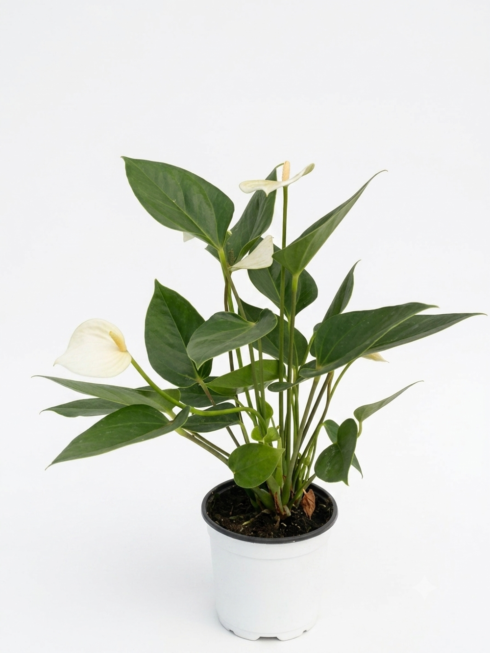 Антуриум Decorative white д.11 вк37 шк30 г400