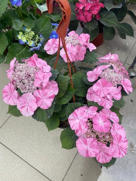 Confetti Guepard/ Конфетти Гепард (Стандарт поставки Р9)2025г.