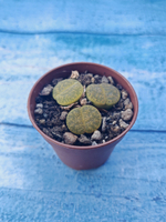 Lithops sp. (Литопсы)