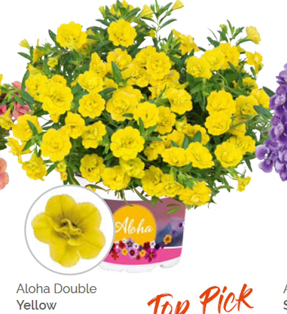 Калибрахоа Aloha double yellow укорененный черенок ОКС конец ноября
