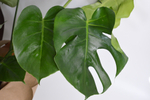 Монстера Делициоза / Monstera Deliciosa
