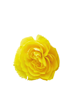 Бегония клубневая Нонстоп Джой Еллоу (50шт) Витагрин Профи