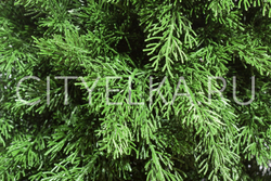 Туя на ножке