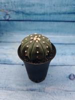 Astrophytum Asterias (Астрофитум)